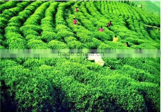 Instant Tea Powder Products