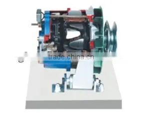Anatomical Generator Educational Equipment