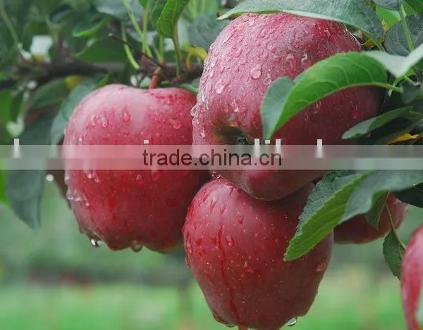 Fuji Apple