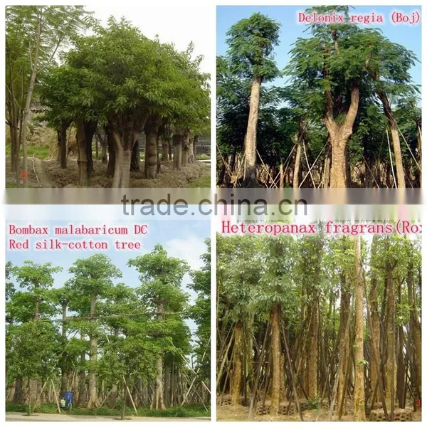 for Outdoor Landscaping Ornamental Bonsai Plants photo-5