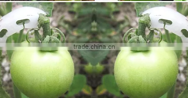 Clear Tomato Grafting Plant Clips photo-4