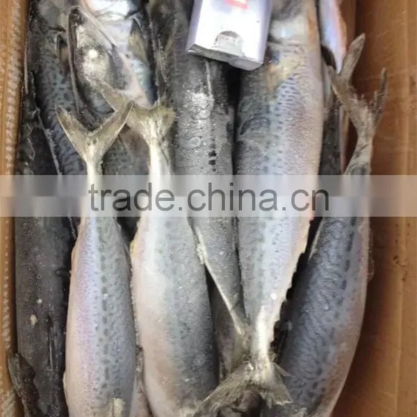 Frozen Good Quality Pacific Mackerel photo-2