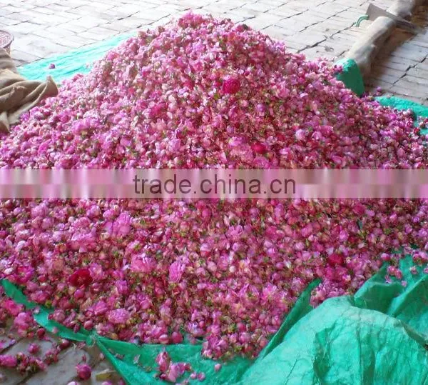 Rose Oils , Rosa Damascene,
