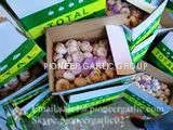 New Crop 4.5cm Normal White Fresh Garlic In 10 kg Box Packing photo-3