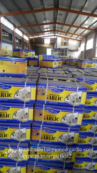5-5.5cm Fresh Normal White Garlic In 10kg Carton Box Packing photo-4