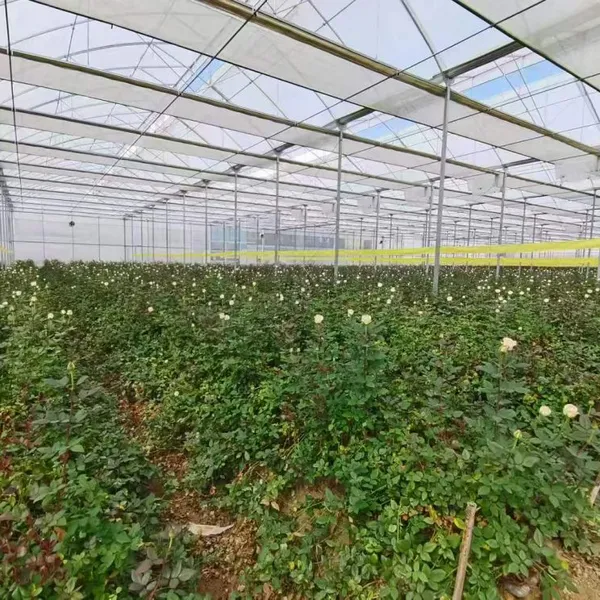 Specializing In The Production Thermal Sensitive Agriculture Sun Shade Net Cover Cloth For Plant