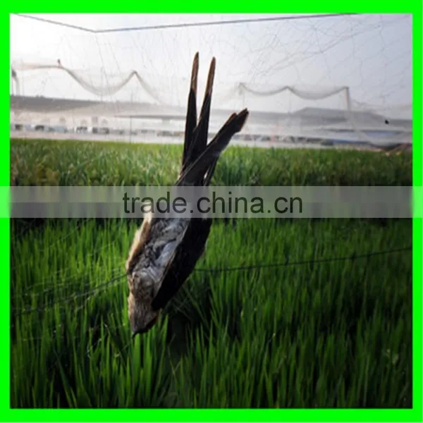 Anti Insect Bird Net for Grape Vines photo-5
