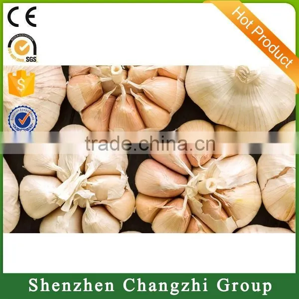 2016 High Quality Fresh Garlic photo-3