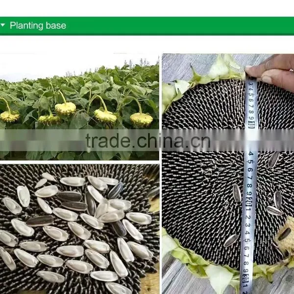 High Quality Sunflower Seeds 363 From Inner Mongolia photo-4