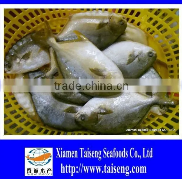 400-600g Golden Pompano Frozen Golden Pomfret