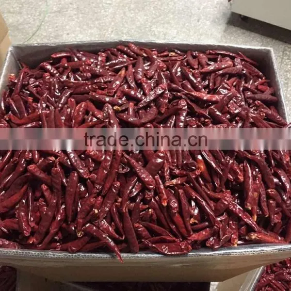 TianYing Chili Pepper photo-3