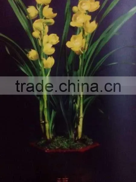 Cymbidium Hybridum Faberi(Gold Beauty) photo-2