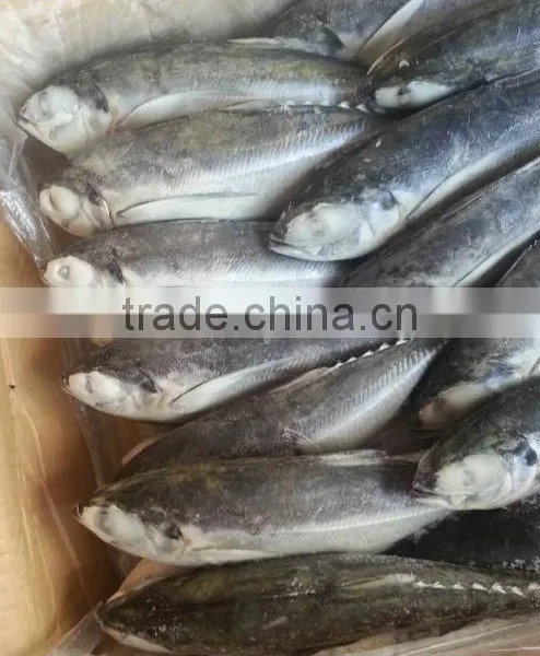 Argentina Mackerel Jack Mackerel