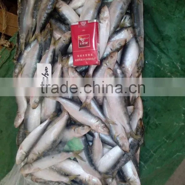 Frozen W/R Sardine Fish for Canning photo-2