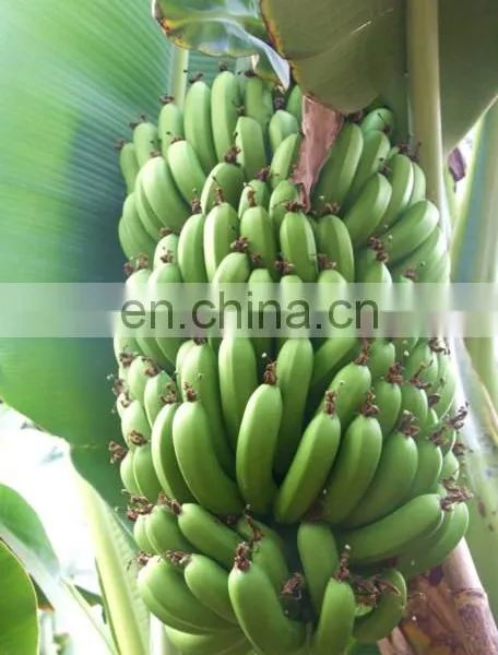 Green Banana Peeling Machine Automatic Banana Peeling Machine photo-3