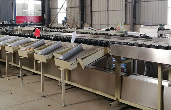 Dragon Fruit Sorting Grading Machine Sorter Grader Machine Line Classifying Machines photo-5