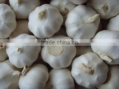 Fresh Garlic photo-4