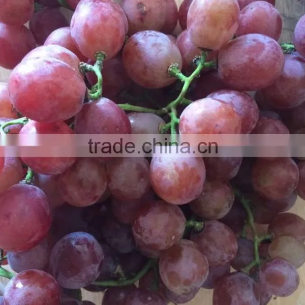 Red Grape 2016 Grop photo-3