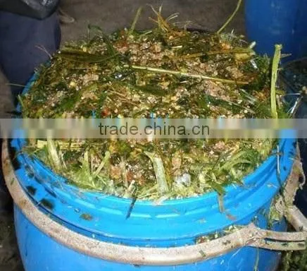 Animal Feeding - Corn Silage