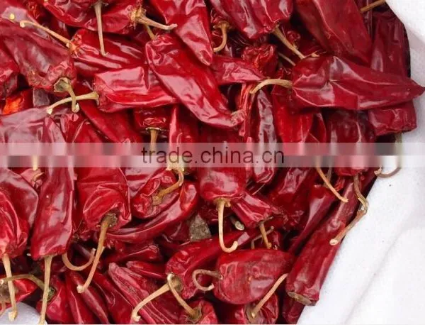 Chilli photo-2
