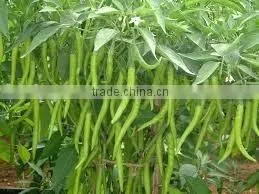 Green Chilli photo-2