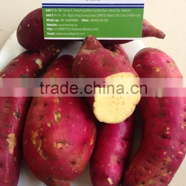Export Fresh Sweet Potato, Good Price/ HKVIMEX photo-4