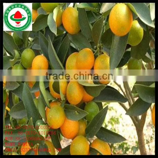 Fresh Mandarin Orange Citrus Fruit