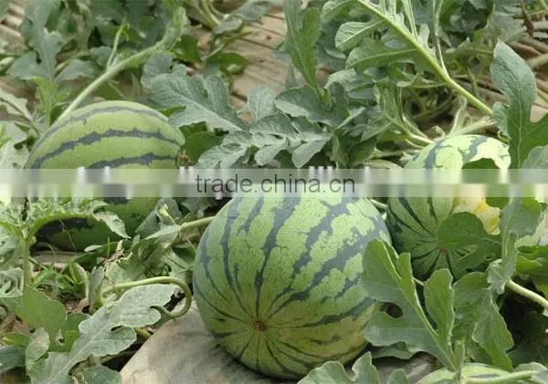 Hybrid High Yield Watermelon Seeds For Growing-Jia Mi No.2 photo-2