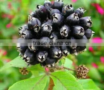 GMP Natural High Siberian Ginseng Extract Powder photo-2