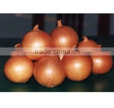 Fresh Onion
