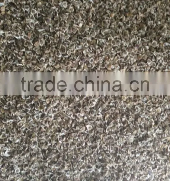Moringa Seeds photo-3