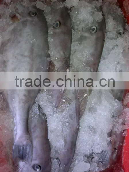Frozen Leather Jacket Fish Whole photo-2
