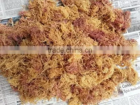 Eucheuma Spinosum With Good Price photo-2