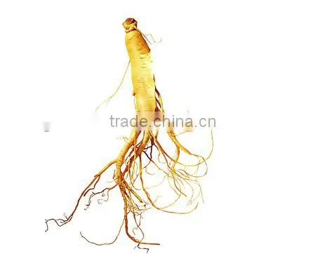 Chinese Ginseng Slimming Tea 2g *20 Bags /box Green Tea With Ginseng Slimming Tea Bags OEM to USA England Canada Australia photo-3