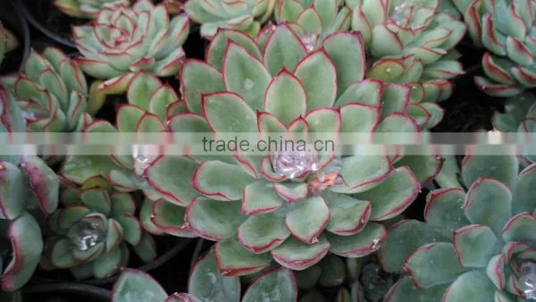 Echeveria Polidonis Decorative Plants Echeveria, Succulent Plants, Tropical Plants photo-2
