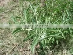 Withania Somnifera photo-2