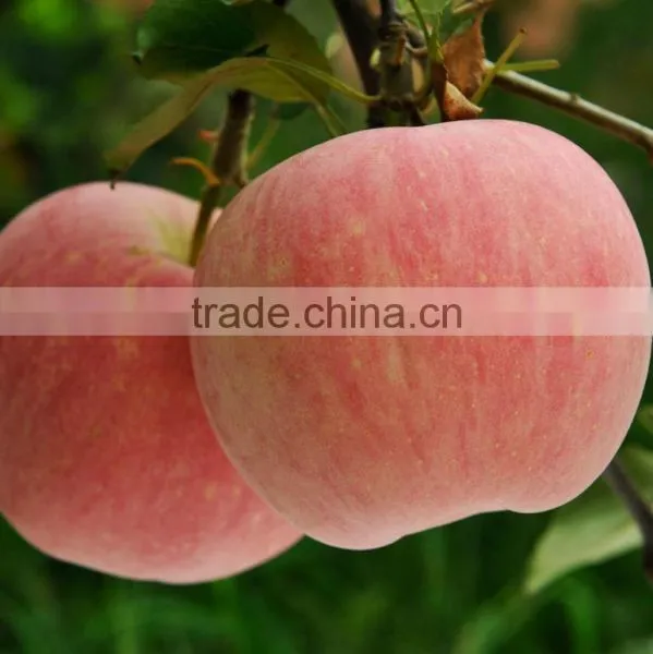 20 KG/CTN 1155 CTNS/FCL (40 FT RH)High Quality Chinese Fresh Red Apple photo-2