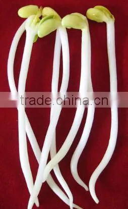 Factory Price Automatic Bean Sprout Growing Machine for Sale photo-3