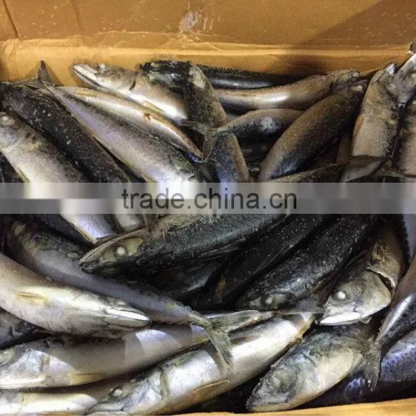 Good Quality Pacific Mackerel on Sale photo-2
