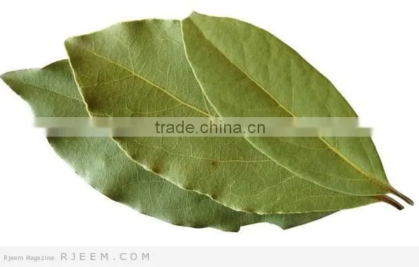 Laurel Leaf Oil photo-2