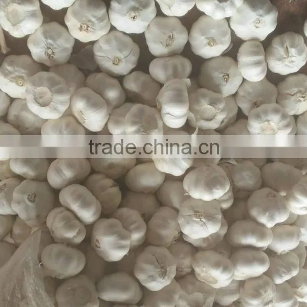New Season Normal White Garlic photo-3