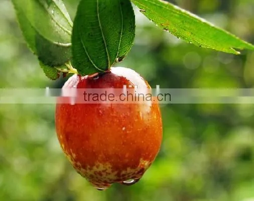 Red Jujube Extract