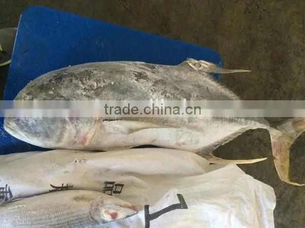 Frozen Fresh Whole Round Trevally Fish for Sale photo-3