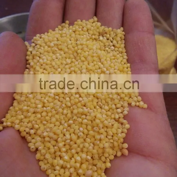 UKRAINIAN HULLED MILLET photo-2