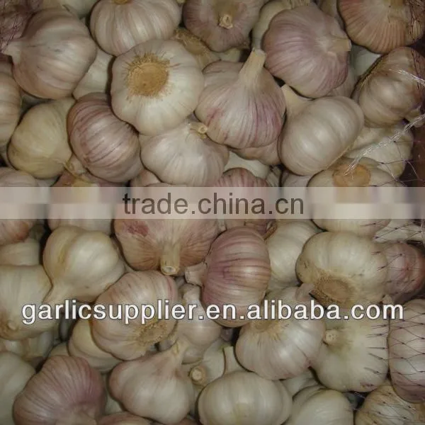 2013 normal white garlic