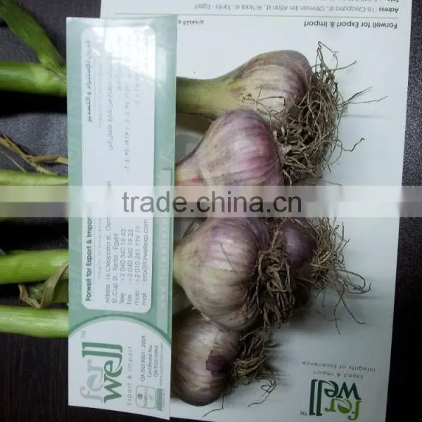 Red Garlic photo-3