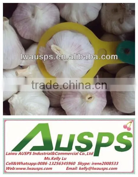 First Grade Fresh Pure White Garlic photo-5