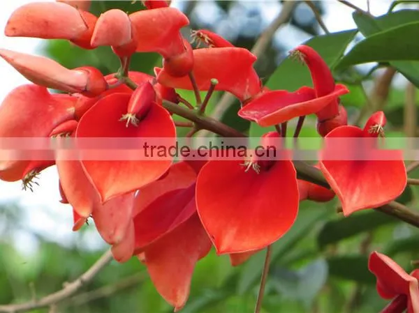 Erythrina Crista-galli Linn photo-2