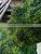 2015 Wholesale Factory Customized Artificial Grass Animal Topiary Animal for Landscaping photo-3