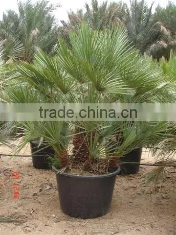 Chamaerops Humilis Cerifera photo-5